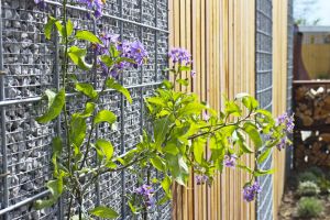 Zierkies-Zäune – Zierkies-Zäune. Zierkies-Zäune